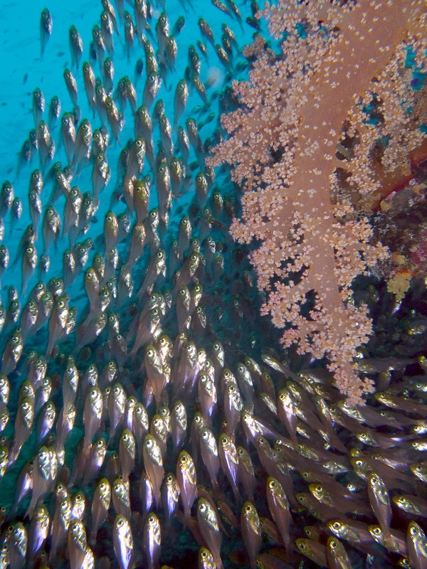 Glassy Sweepers  and soft coral