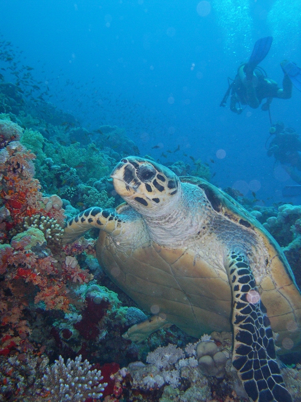 Turtle