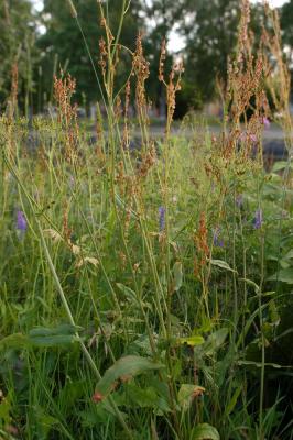 Rumex-acetosa.jpg