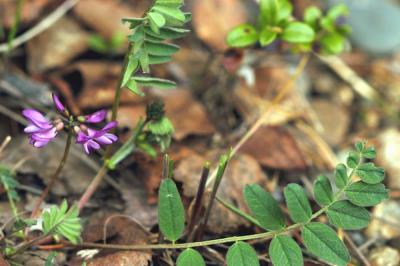 Astragalus-alpinus.jpg