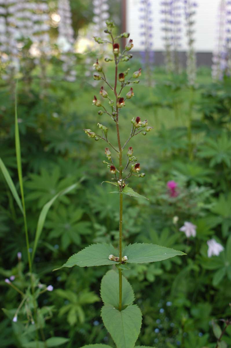 Scrophularia-nodosa.jpg