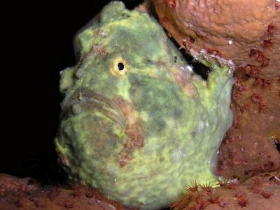 pregnant frogfish