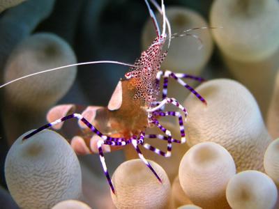spotted cleaner shrimp