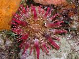 club tipped anemone