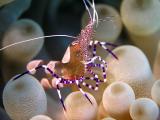 spotted cleaner shrimp