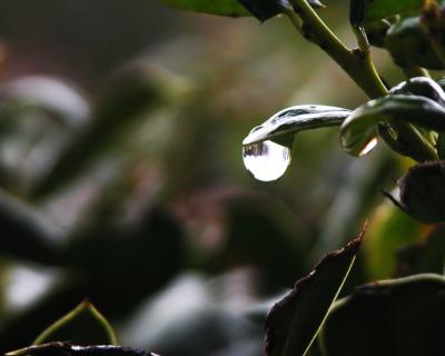 single-drop-of-rain_filtere.jpg