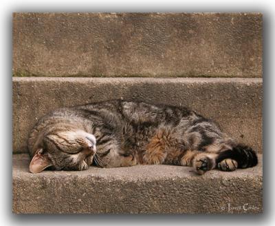 Door Step Sleeping