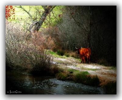 For Greener Pastures