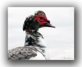 Red Masked Duck