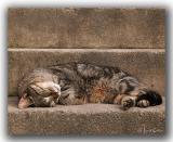 Door Step Sleeping