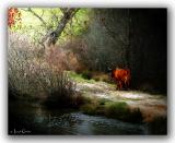 For Greener Pastures