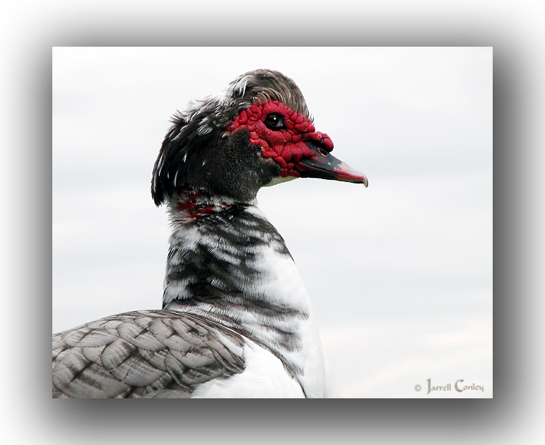 Red Masked Duck