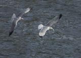 <!-- CRW_4504.jpg -->Ring-billed Gulls