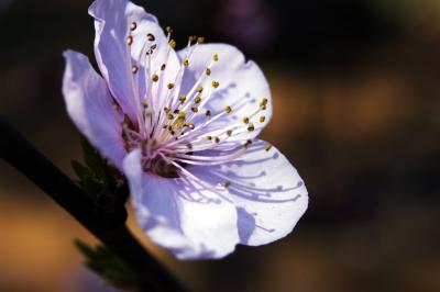 Early Peach Blossom