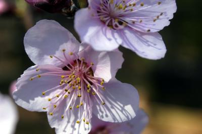 Peach Blossoms