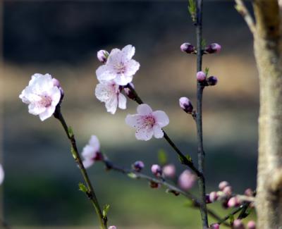 Blossoms