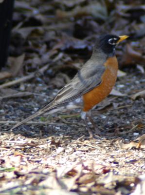 Mr. Robin