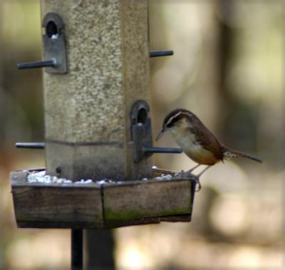 Wren at the Safflower Seeds