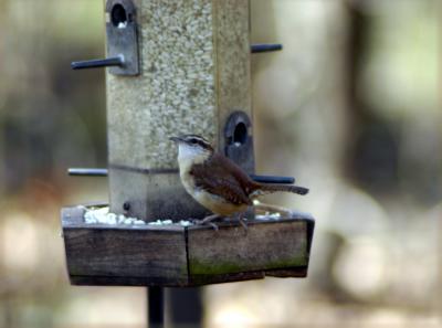 Carolina Wren