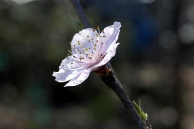 One Peach Blossom