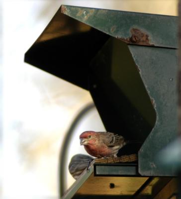 Purple Finch at the Feeder