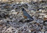 Robin on the Ground