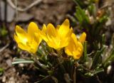 Yellow Crocus