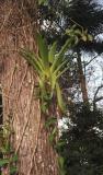 Backyard Bromeliads