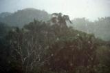 Gatun Rainforest in the Rain