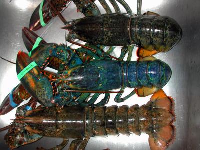 Lobster_blue.jpg