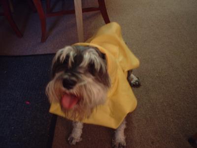 Sushine, an 87 year old ladys dog equipped with raincoat