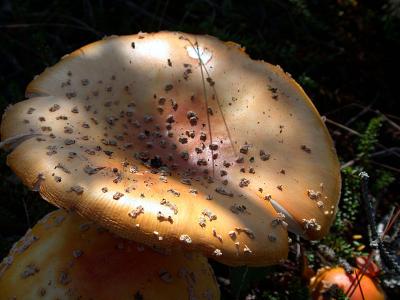 Acadia Fungus 