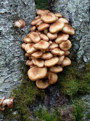 Acadia Fungus
