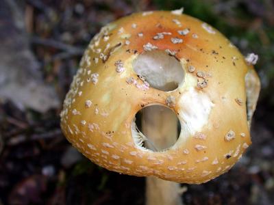 Acadia Fungus