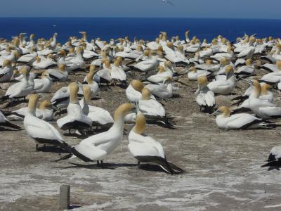u24/jinj1/medium/14436377.CapeKidnappers5.jpg