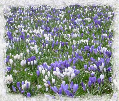 SpingCrocuses