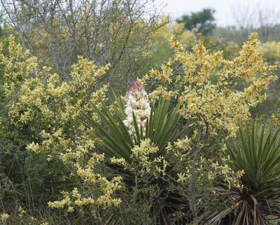 Black-Brush-&-Yucca-Gloriosa