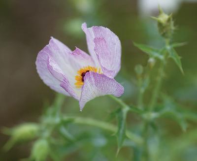 Poppy-(Macro)