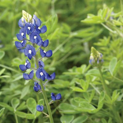 u24/jrn813/medium/14295156.FirstBlueBonnet.jpg
