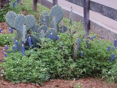 u24/jrn813/medium/14297899.SouthTexasGarden.jpg