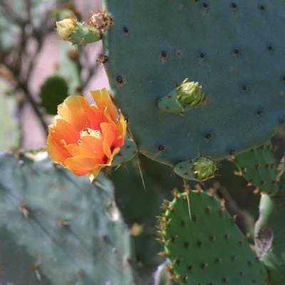 Cactus-Rose