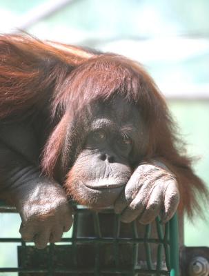 Orangutan