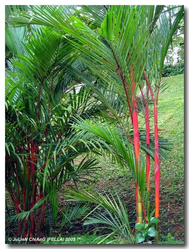 Red Shoots