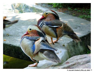 Colourful Mandarin Ducks