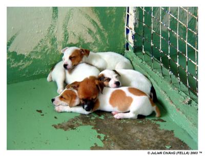 u24/julienc/medium/14176348.seletar31sleepingdogs.jpg