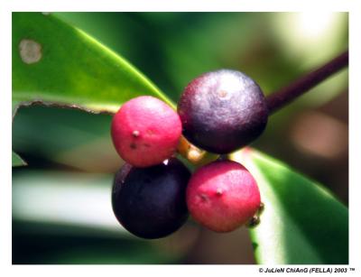 u24/julienc/medium/14176355.seletar38fruits.jpg