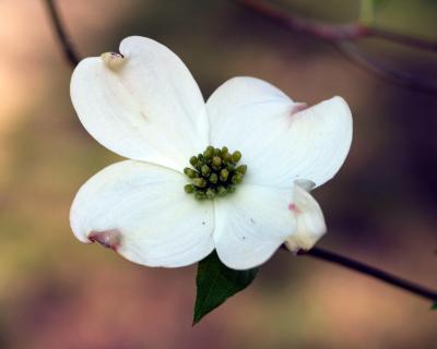 dogwoodblossom.jpg
