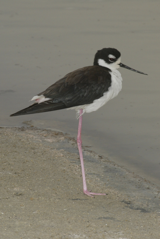 Black Necked Stilt