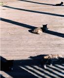 cats.jpg