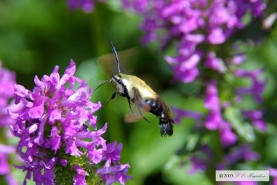 various_insects